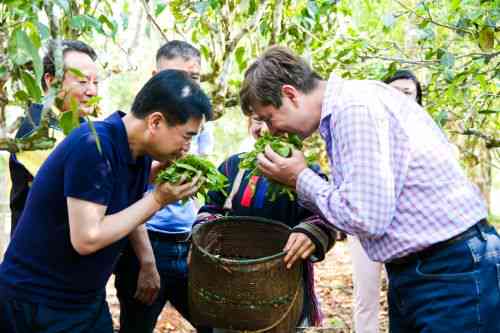 如何在八分内炒制出高品质普洱茶？了解关键步骤和技巧