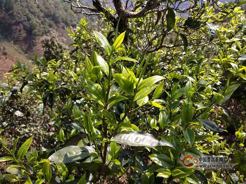 森林普洱茶多少钱一斤
