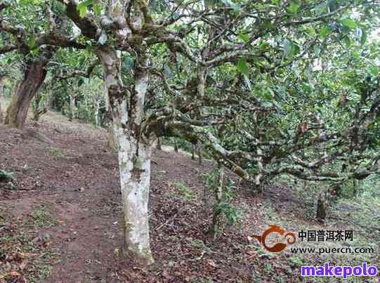 探究古树普洱茶的市场价位及其品质特点