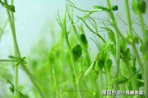 什么是翡翠细豆种子呢？这种植物的特点和外观长什么样？