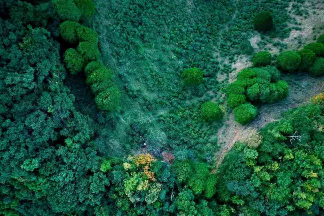 云南普洱茶凤凰窝的产地及其品质解析