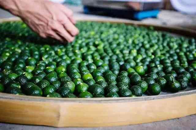 普洱熟茶龙珠的特点与功效介绍：饱满口感，降脂减肥，养胃健脾。