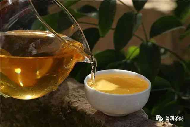 易武尖货普洱茶品质、口感、选购与保存全攻略，让你喝出真正的好茶！