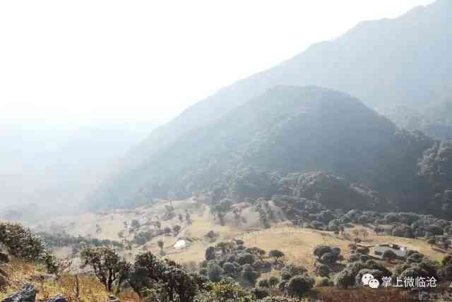 大雪山古树普洱茶：永德茶叶精选指南