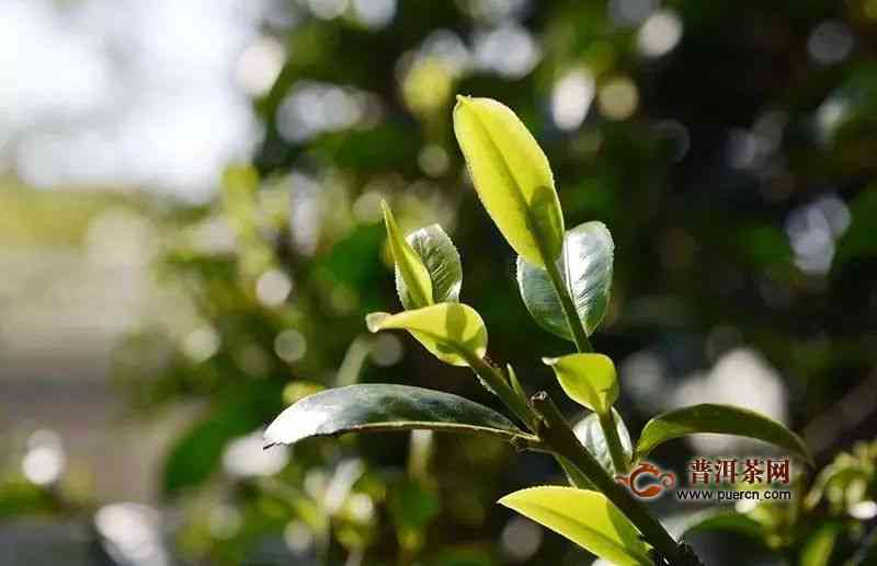 大雪山古树普洱茶：永德茶叶精选指南