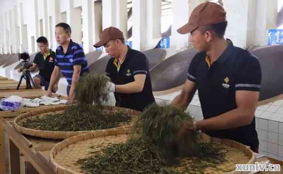 海普洱茶秋圆茶厂：优质茶叶的生产者与提供全方位茶叶体验的领导者