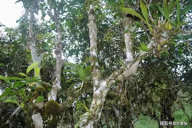 探究帕沙古树普洱茶的独特口感与特点：好茶还是不好喝？