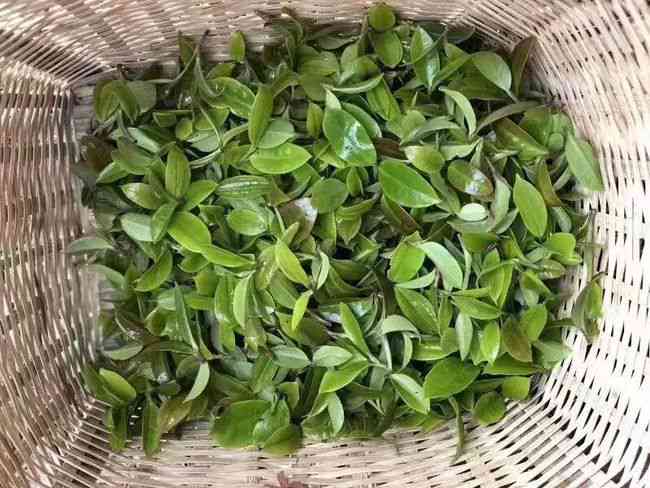 春尖普洱茶饼价格查询