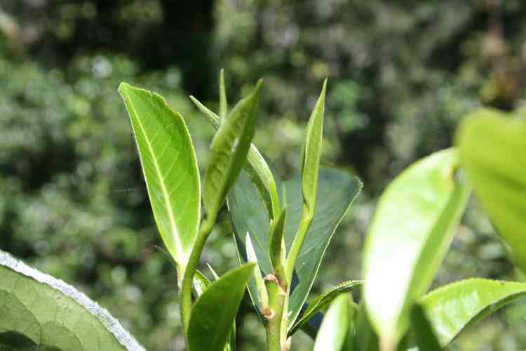 茶树王春尖普洱茶