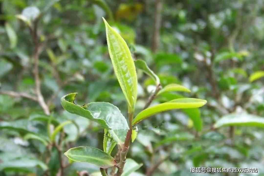 普洱茶大叶种好还是小叶种好：对比与选择