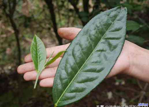 普洱茶大叶种好还是小叶种好：对比与选择