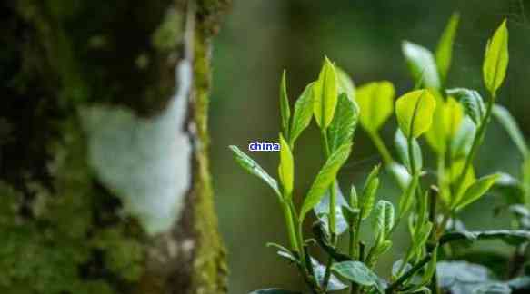 原野绿大树普洱茶：野生古树叶的独特魅力与简介