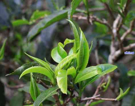 原野绿大树普洱茶：野生古树叶的独特魅力与简介