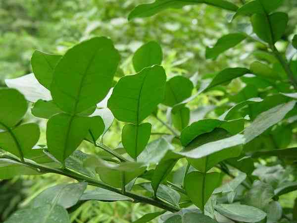 原野绿大树普洱茶：野生古树叶的独特魅力与简介