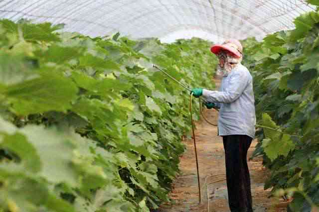 普洱古树茶打药吗？冲泡方法、是否可喝及茶叶子等相关问题。