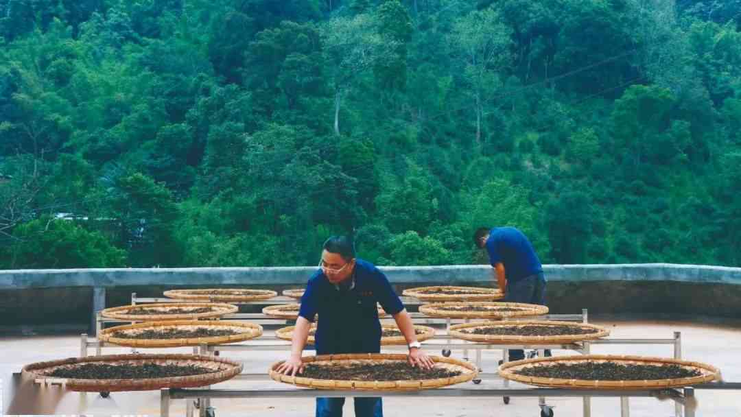 从种植到制作的全过程：探索大红桔普洱茶的独特魅力与工艺