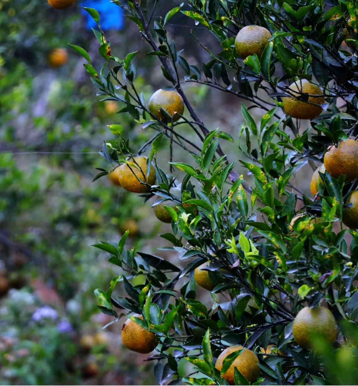 从种植到制作的全过程：探索大红桔普洱茶的独特魅力与工艺