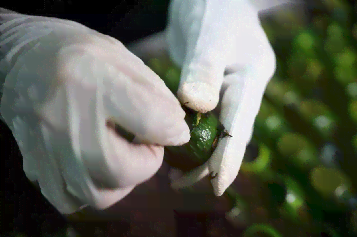 从种植到制作的全过程：探索大红桔普洱茶的独特魅力与工艺