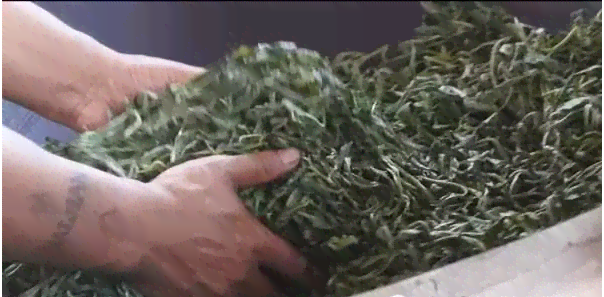 古树普洱茶杀青中