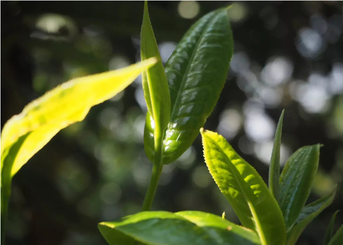 普洱茶黄金叶的等级与产地：茶树特定位置的产物详解