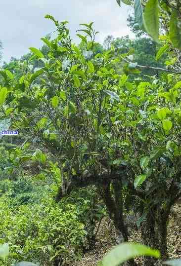 原始森林中的古茶树：普洱茶的历与传承