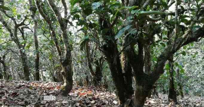 原始森林中的古茶树：普洱茶的历与传承