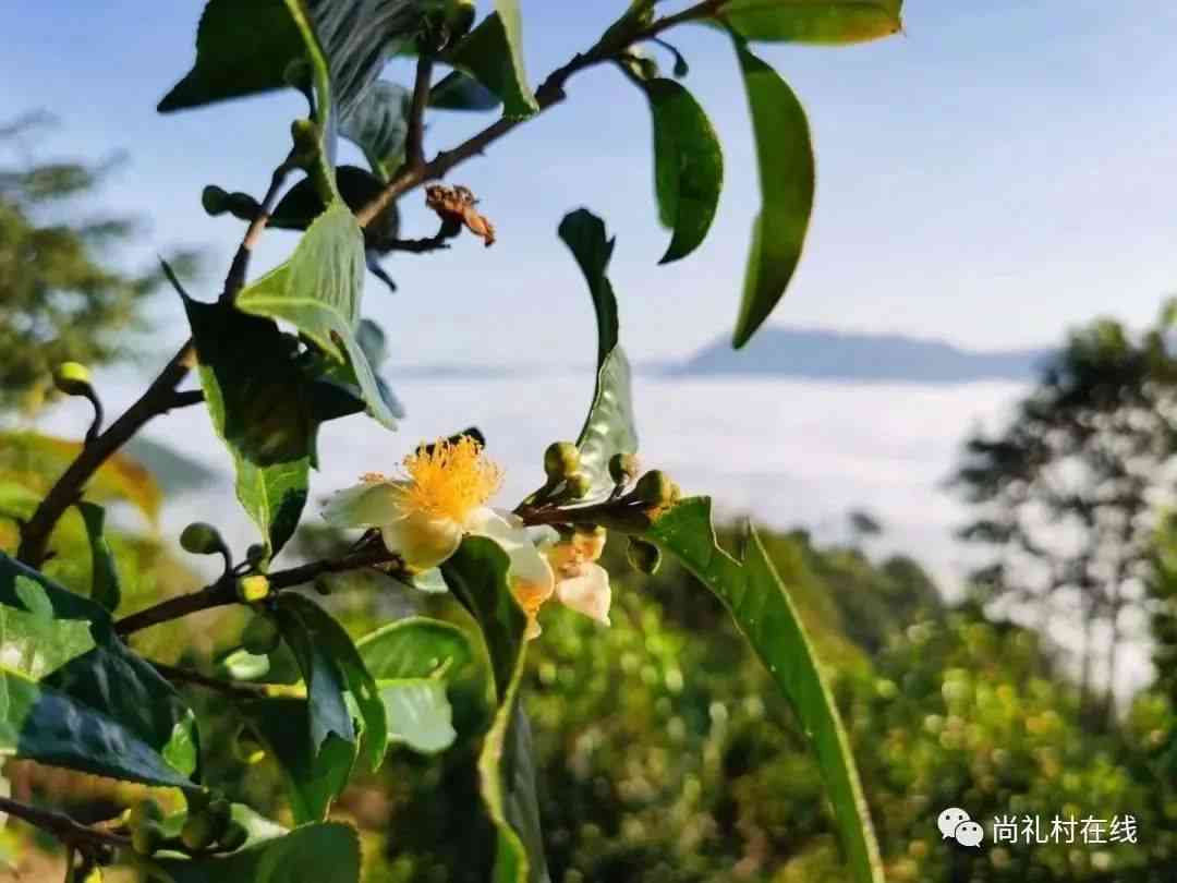 云南原生态百花岭茶叶：口感浓的普洱茶之旅