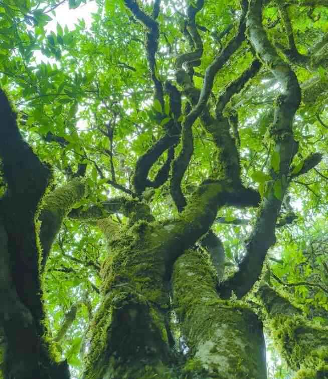 麻栗坡古树普洱茶：山韵与茶香的完美融合