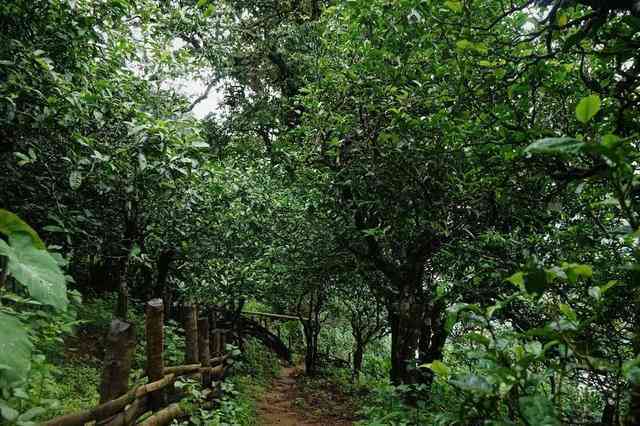 紫聘号茶业普洱茶：品鉴名山古树，领略普洱茶魅力