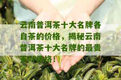 云南普洱茶名目众多，哪几种最贵呢？