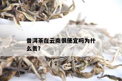 云南普洱茶价格差异解析：为什么有些普洱茶更贵？