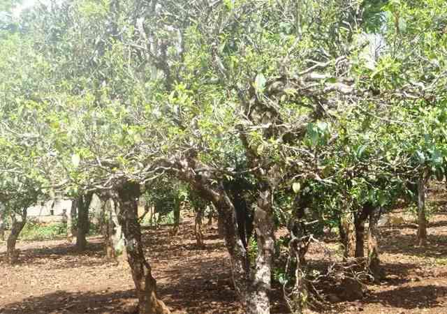 普洱茶地理分布：弯茶区的独特魅力与品种特点