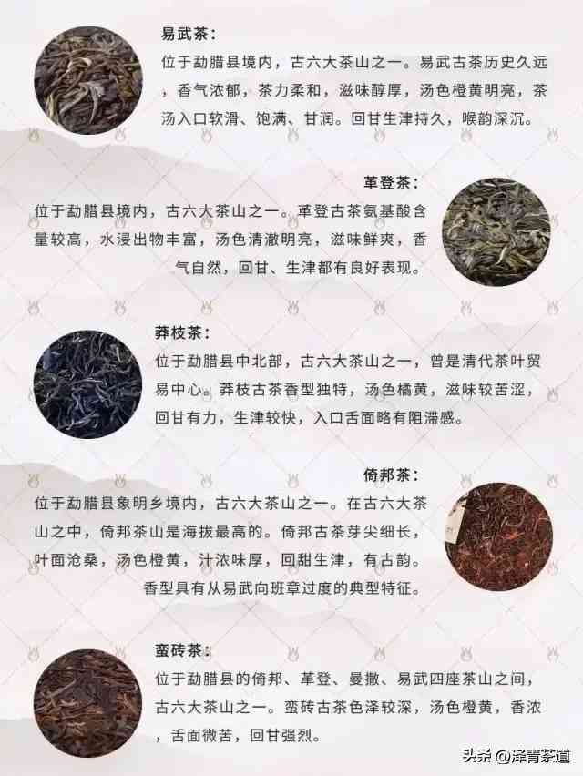 头春茶普洱茶价格及市场行情：一斤多少钱？购买时应注意哪些因素？