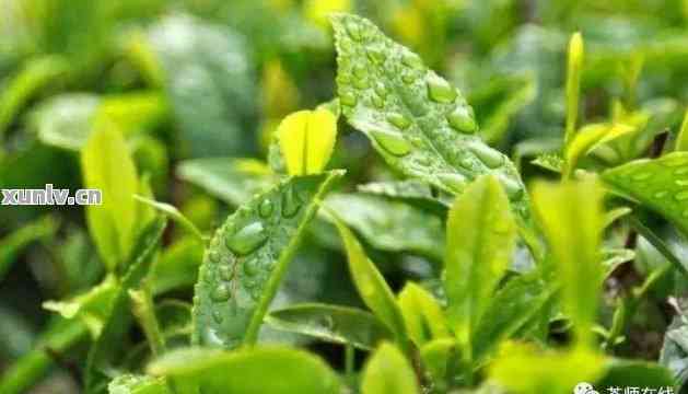 普洱茶雨水茶特点与采摘时间，解析普洱雨的意义，探究普洱茶雨水品质