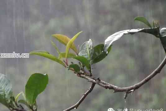 普洱茶雨水茶特点与采摘时间，解析普洱雨的意义，探究普洱茶雨水品质