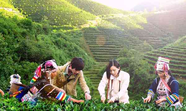 哪些地方出普洱茶最多