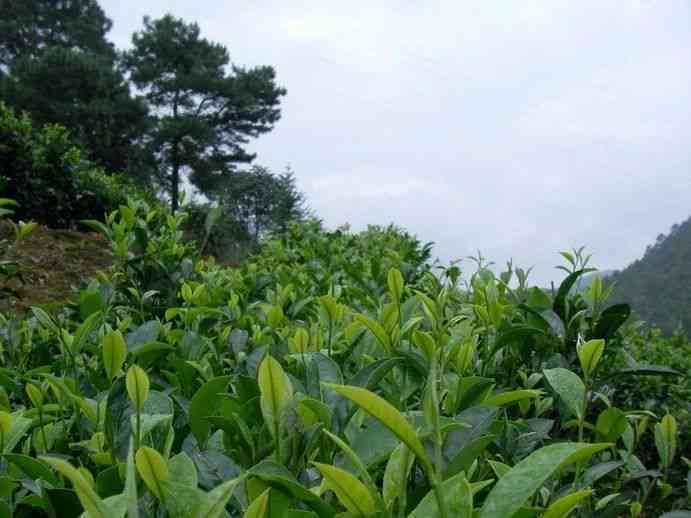 云南普洱茶勐海县产介绍及厂家排名