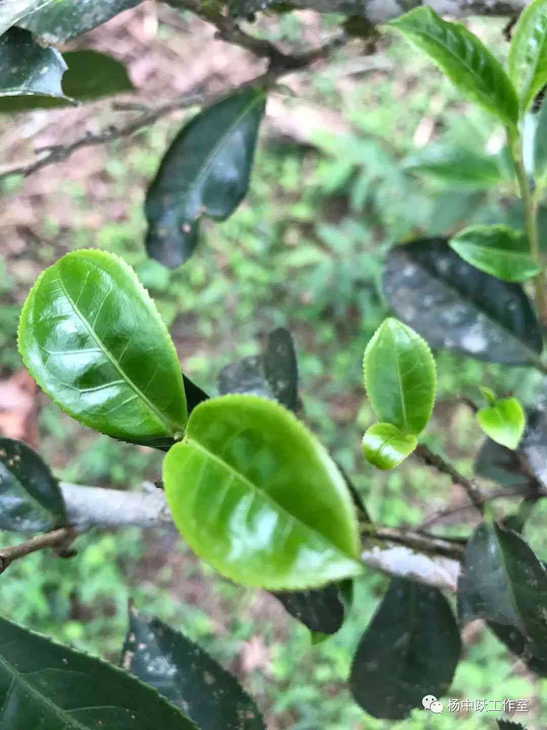 古树猫耳普洱生茶：倚邦口感的极致体验