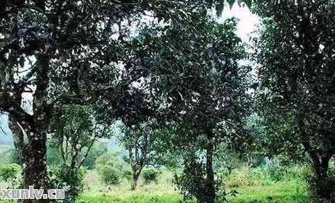普洱茶古树纯料的含义及其在茶叶市场中的价值