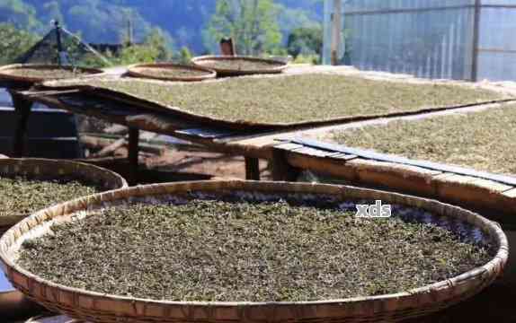 普洱生茶原料的全面解析：从产地、种类、品质到制作工艺，一应俱全！