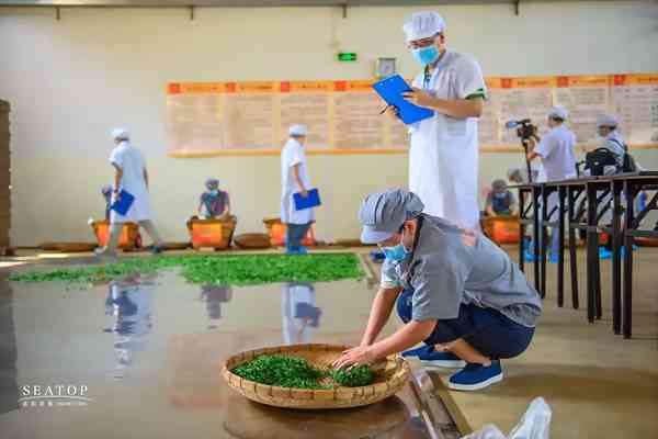 绍兴茶叶市场探秘：寻找更优质的普洱茶之地