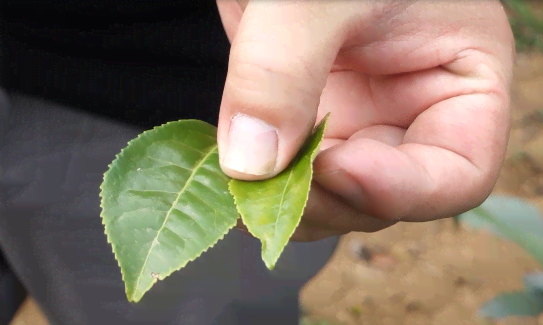 明月阁直播大益普洱茶品鉴之旅：揭秘古树茶的醇厚口感与独特韵味