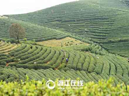 绍兴最有名的茶叶场地址及排名