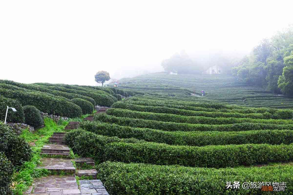 绍兴最有名的茶叶场地址及排名