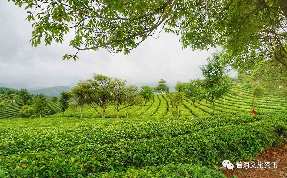 绿水塘古树纯料普洱茶：品质、产地、制作工艺与口感全面解析