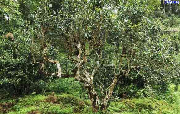 永德雄峰古树普洱茶：探索云南魅力之旅，品尝生茶的醇厚口感