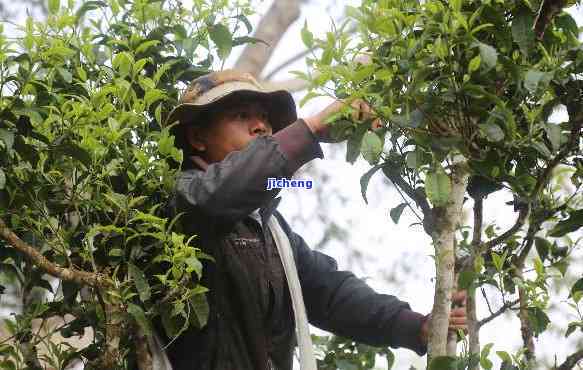 永德雄峰古树普洱茶：探索云南魅力之旅，品尝生茶的醇厚口感