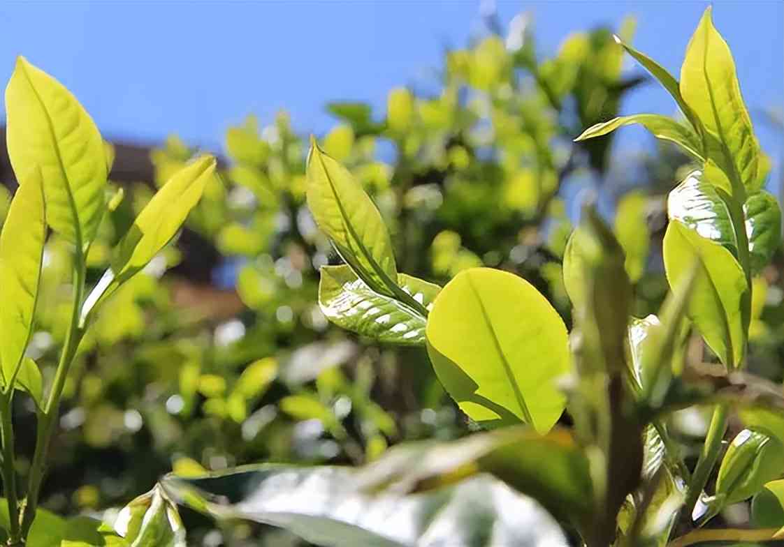 普洱茶选择：熟茶还是生茶？了解二者特点及适用场景，帮助您做出选择