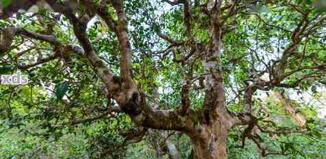 怎么看普洱茶古树的好坏鉴别：掌握这些技巧，轻松识别优质普洱古茶树