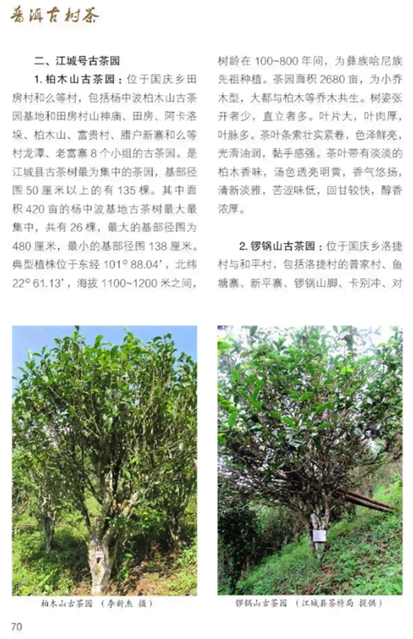 古树普洱茶品质鉴：你需要的步骤与技巧